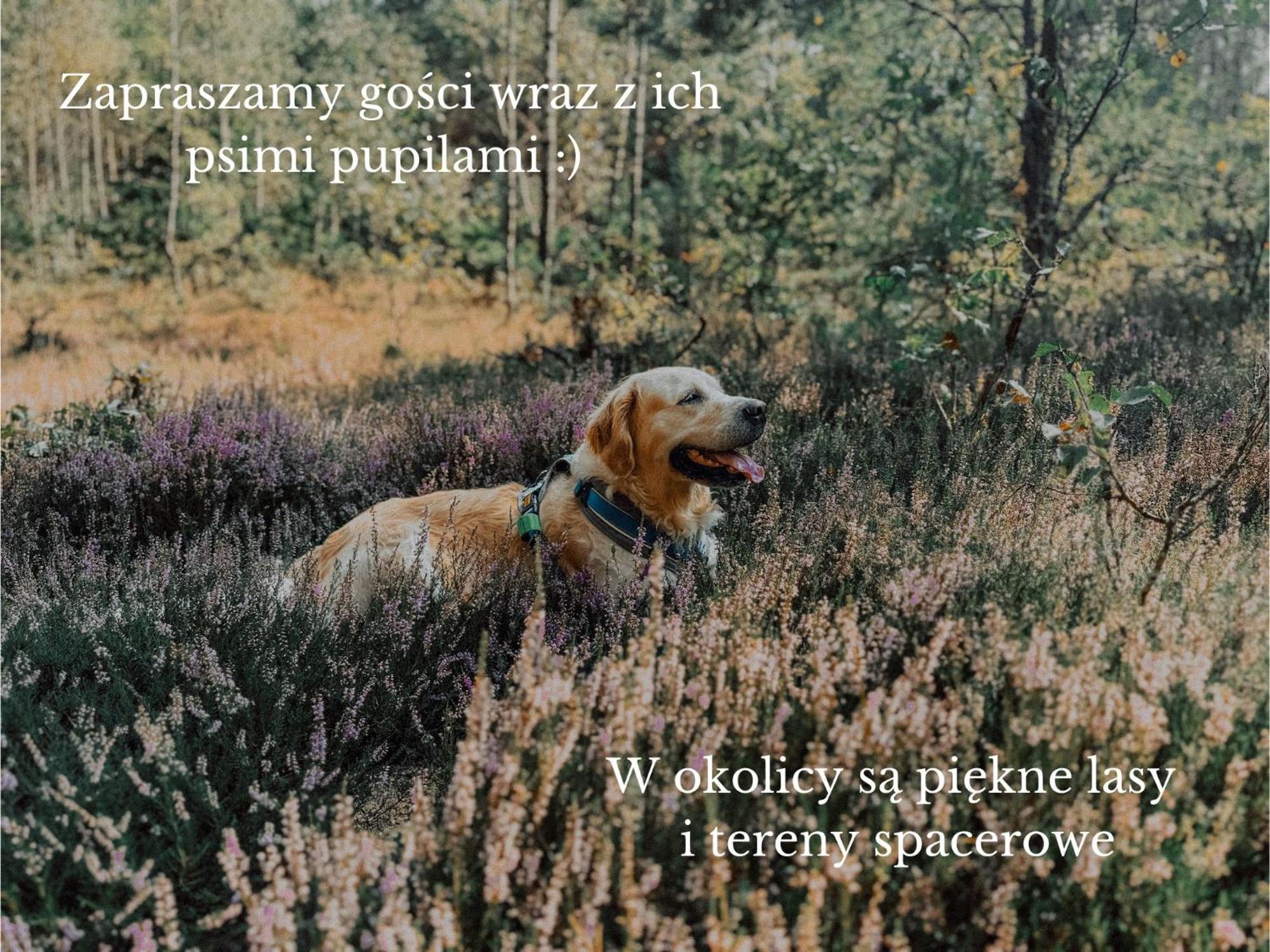 Boho Przystan Łazy Kültér fotó
